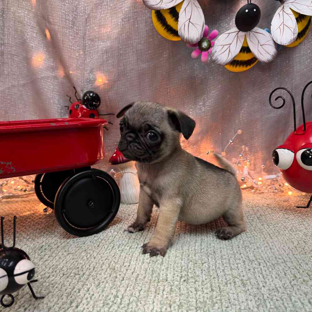 carousel pet images