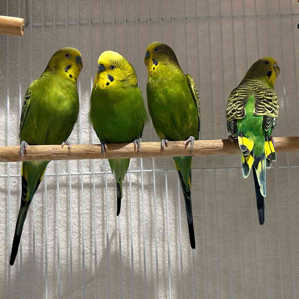 carousel pet images