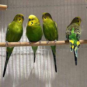 Parakeet
