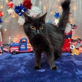 Domestic Long Hair Adoption