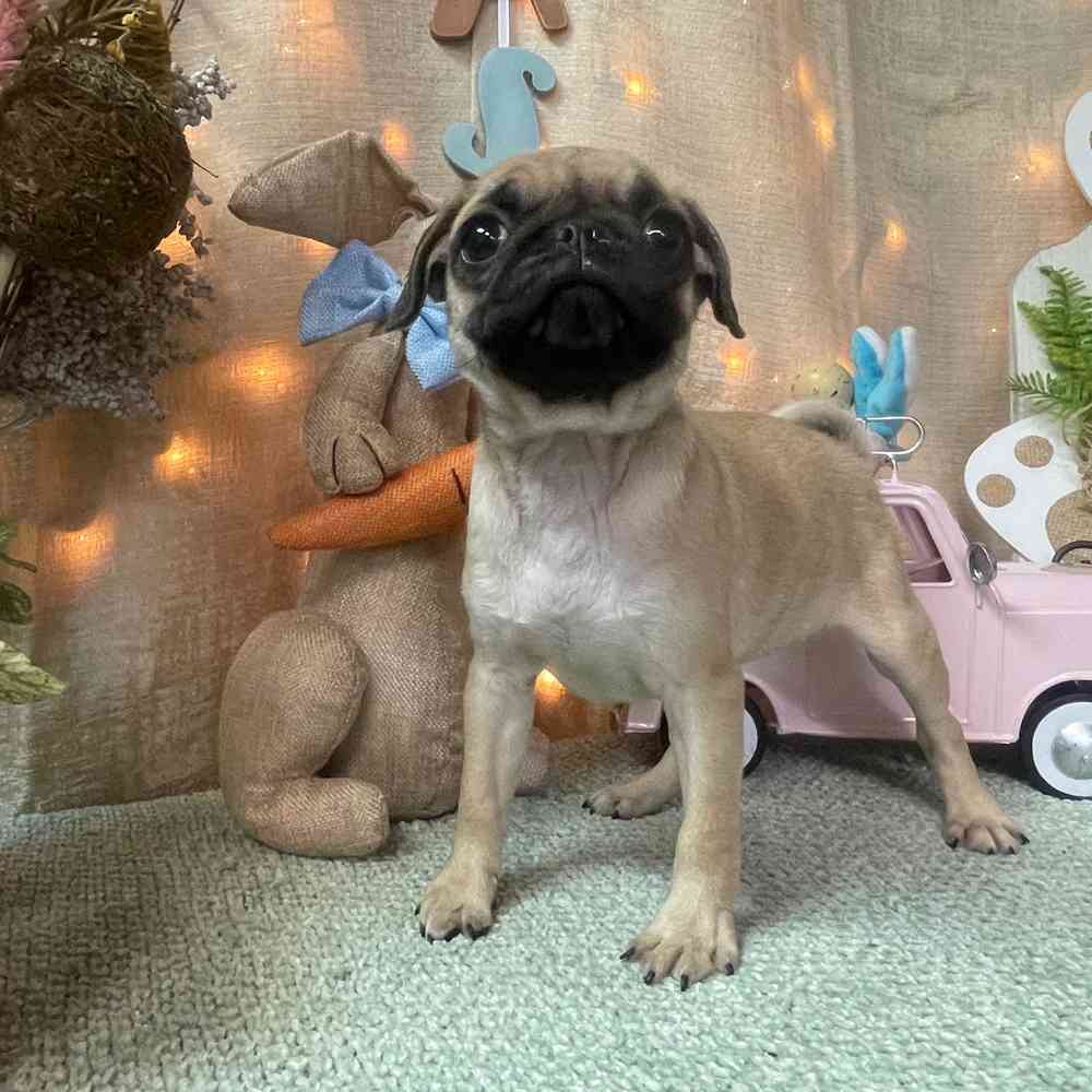 carousel pet images