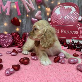 Cocker Spaniel