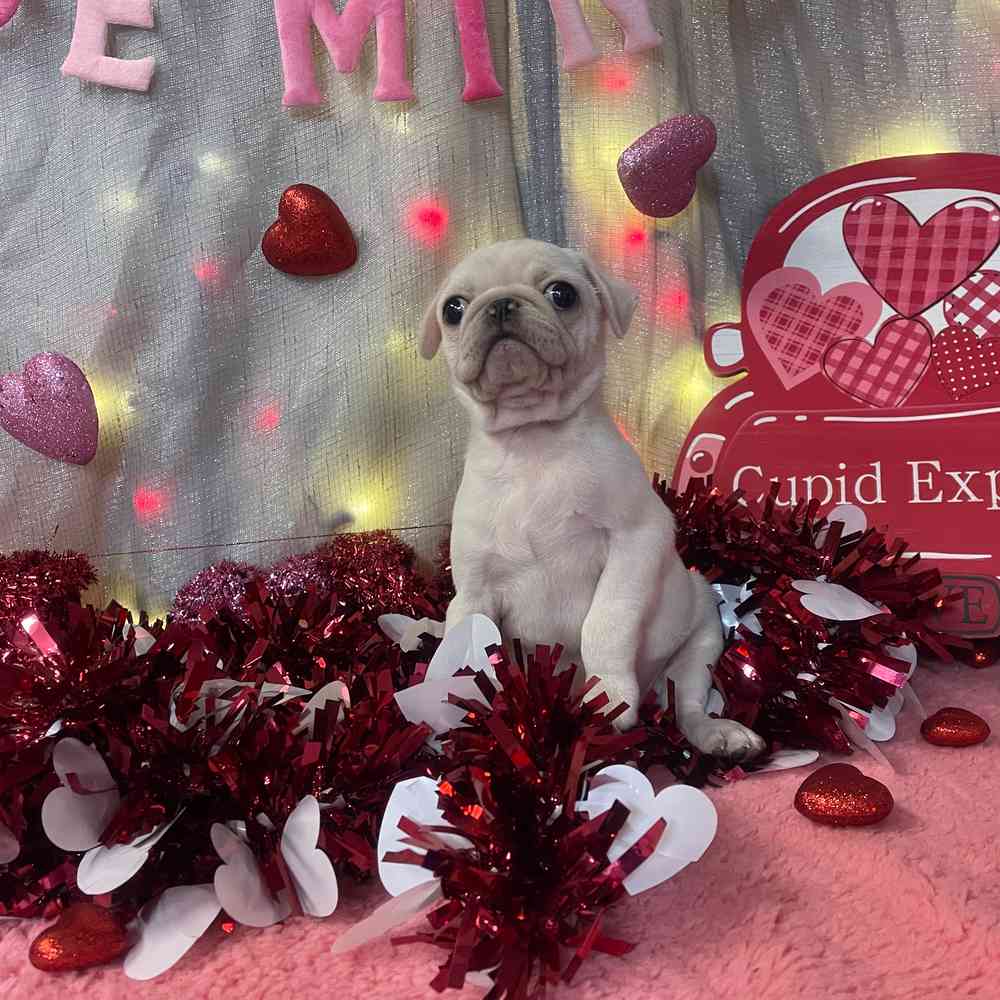 carousel pet images