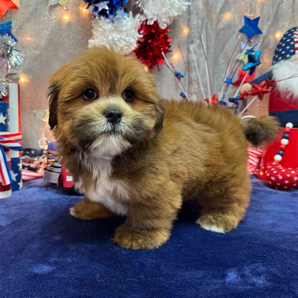 carousel pet images
