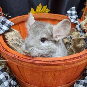 Chinchilla