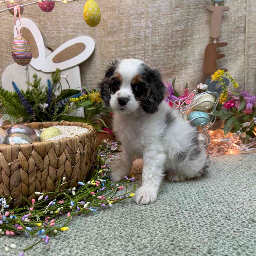 carousel pet images