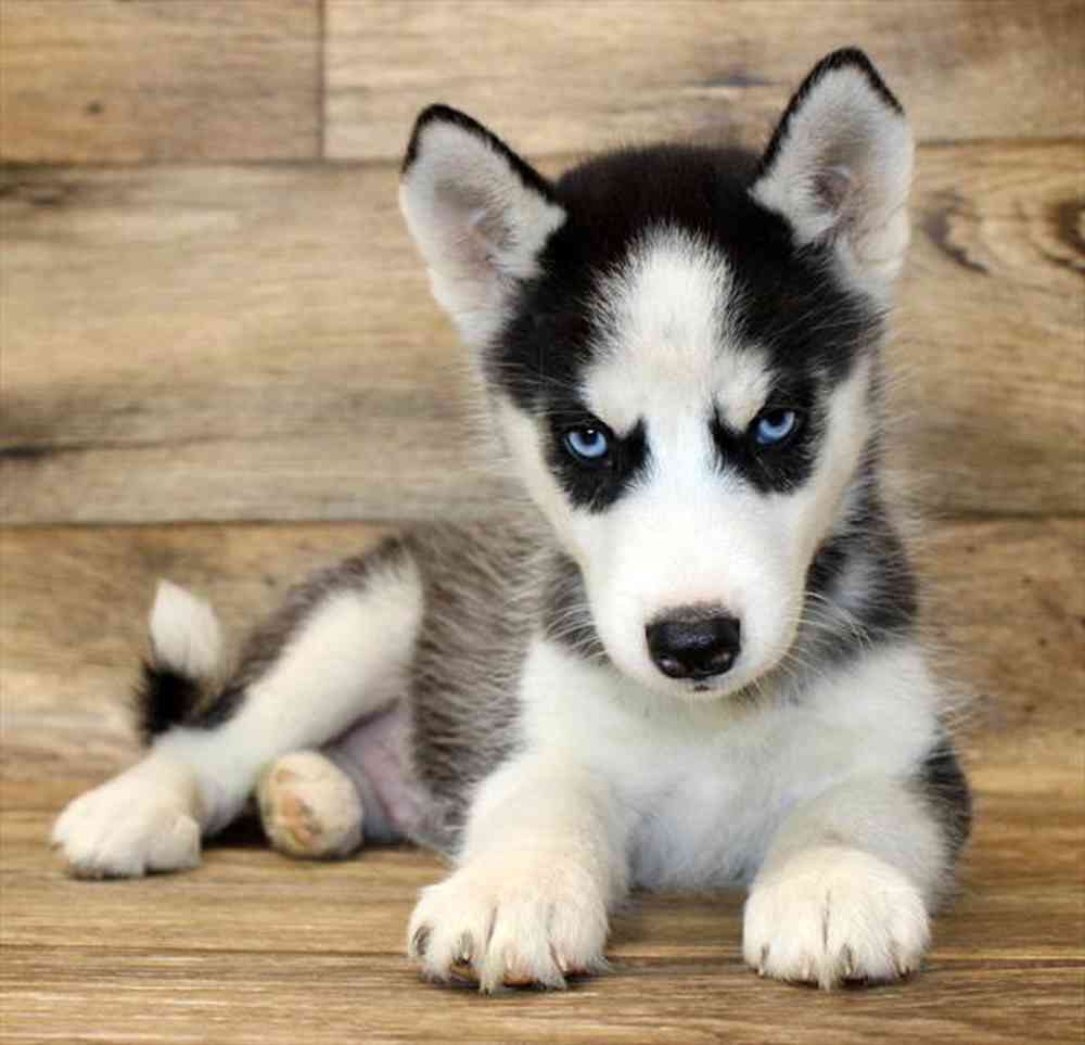 carousel pet images