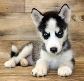 Siberian Husky