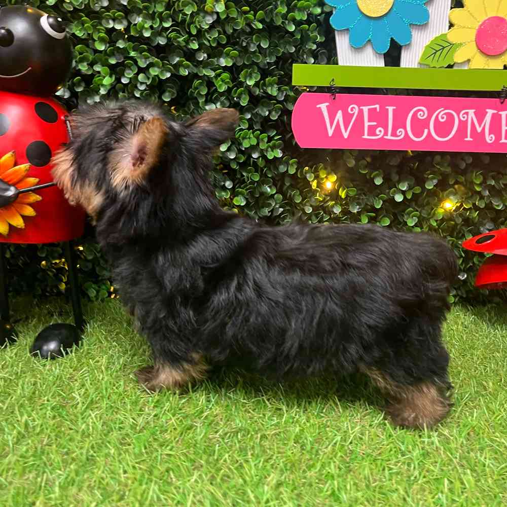 carousel pet images