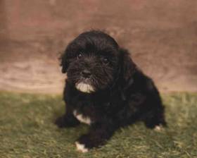 Schnoodle