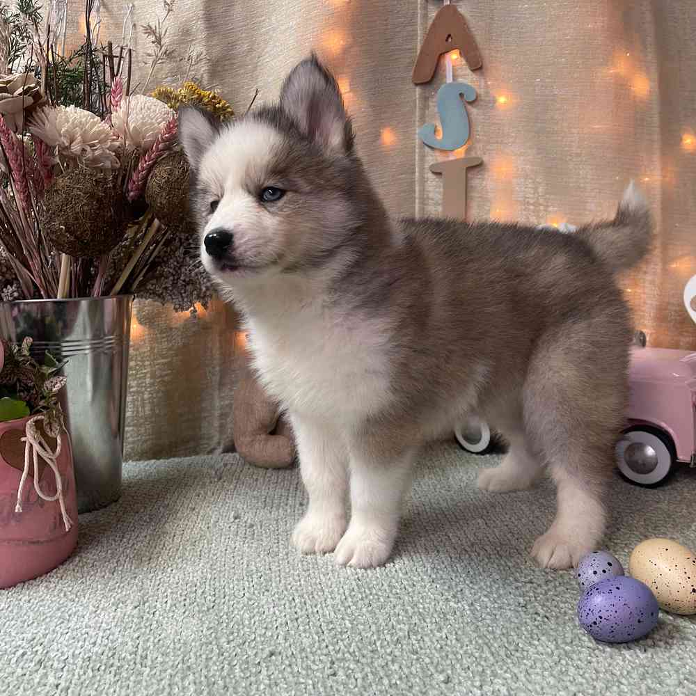 carousel pet images