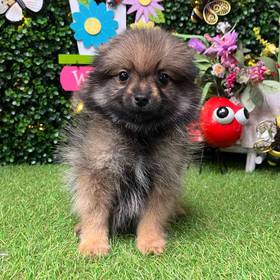 Pomeranian