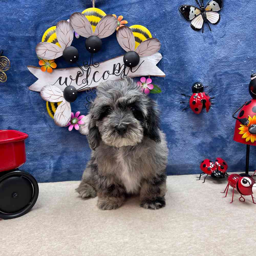 carousel pet images