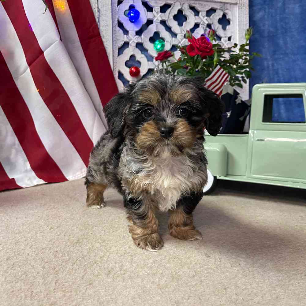 carousel pet images
