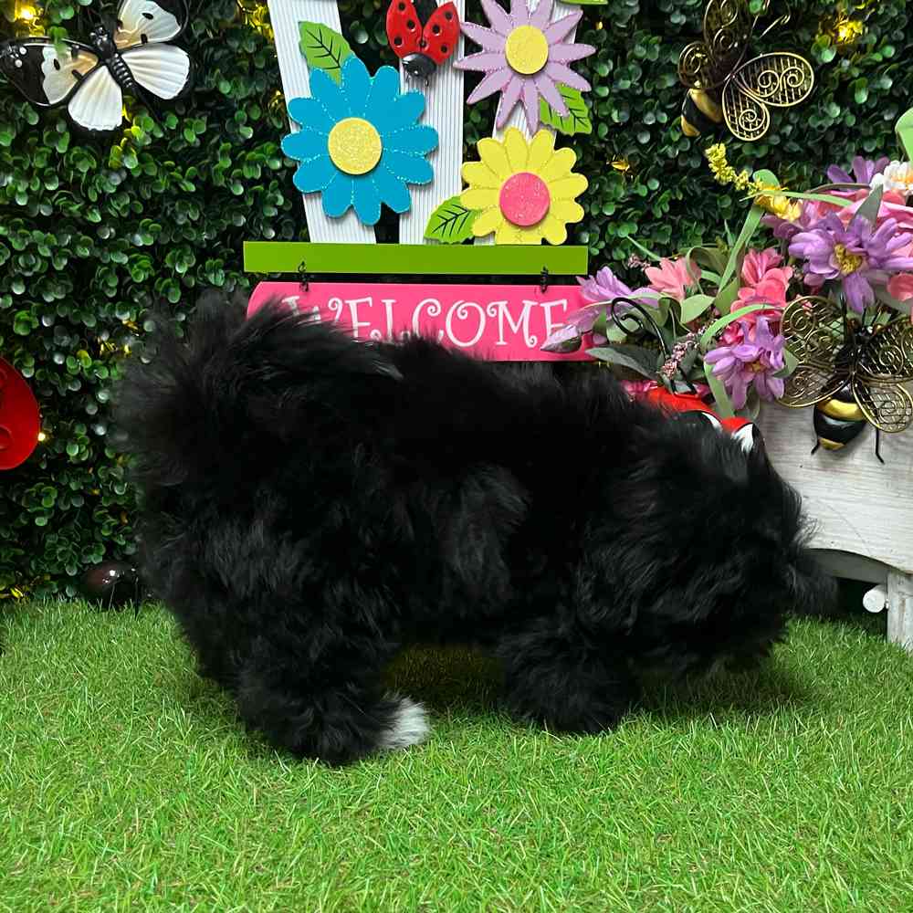 carousel pet images