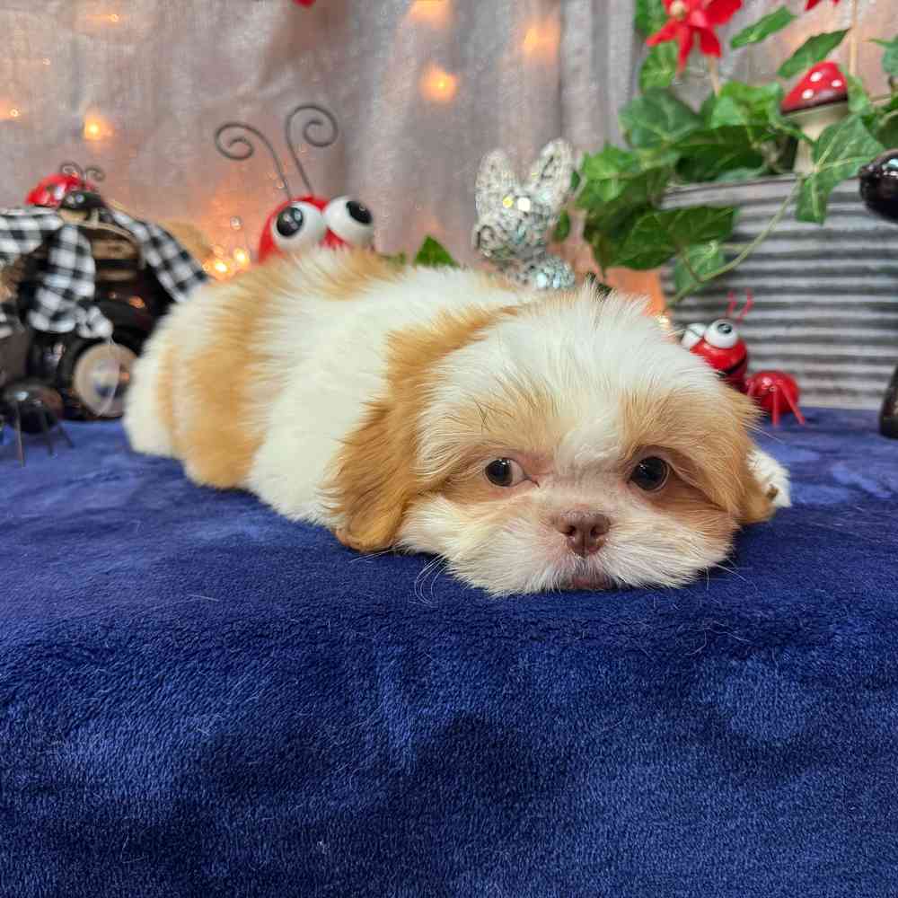 carousel pet images