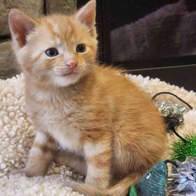 Domestic Kitten