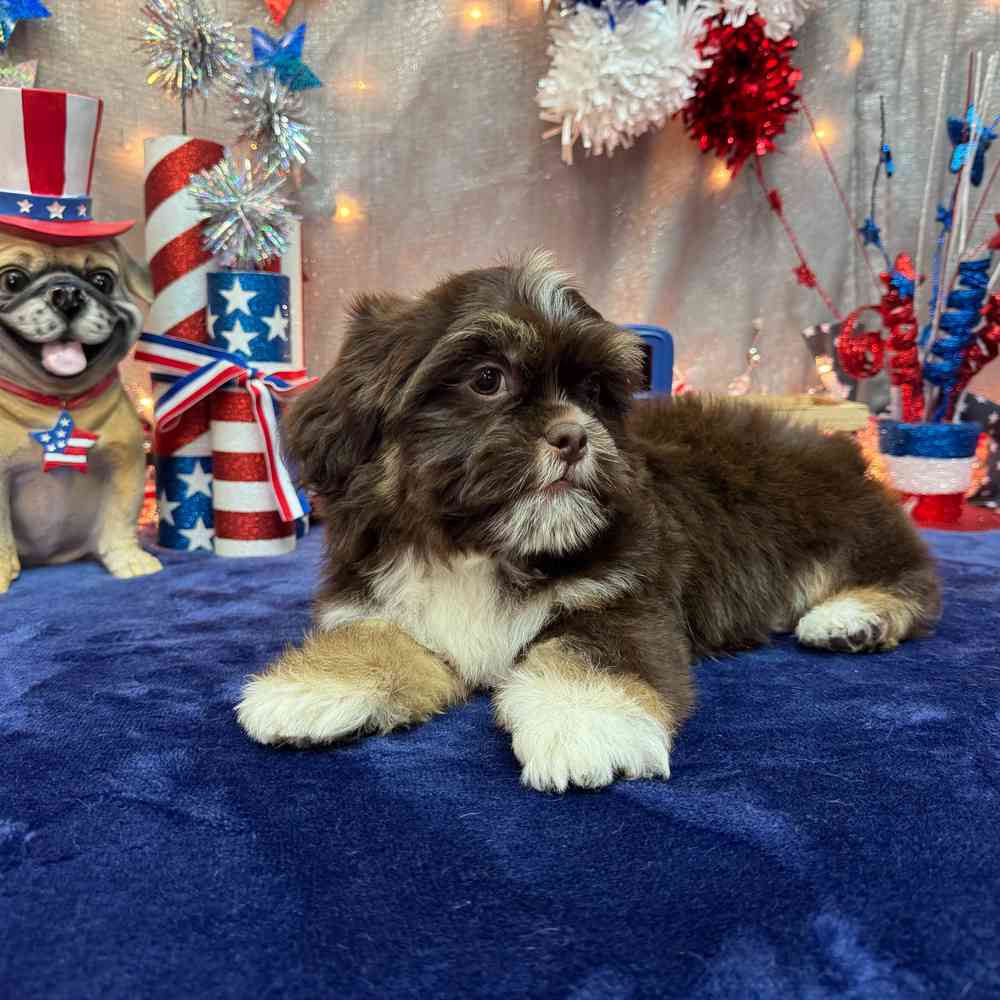 carousel pet images