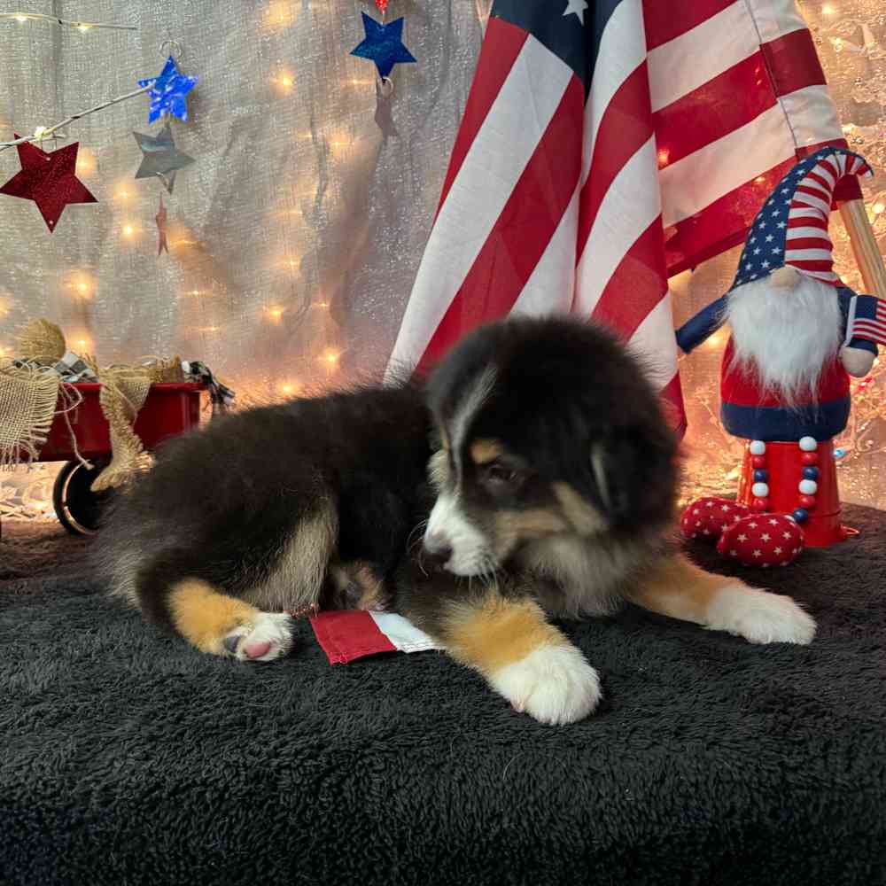 carousel pet images