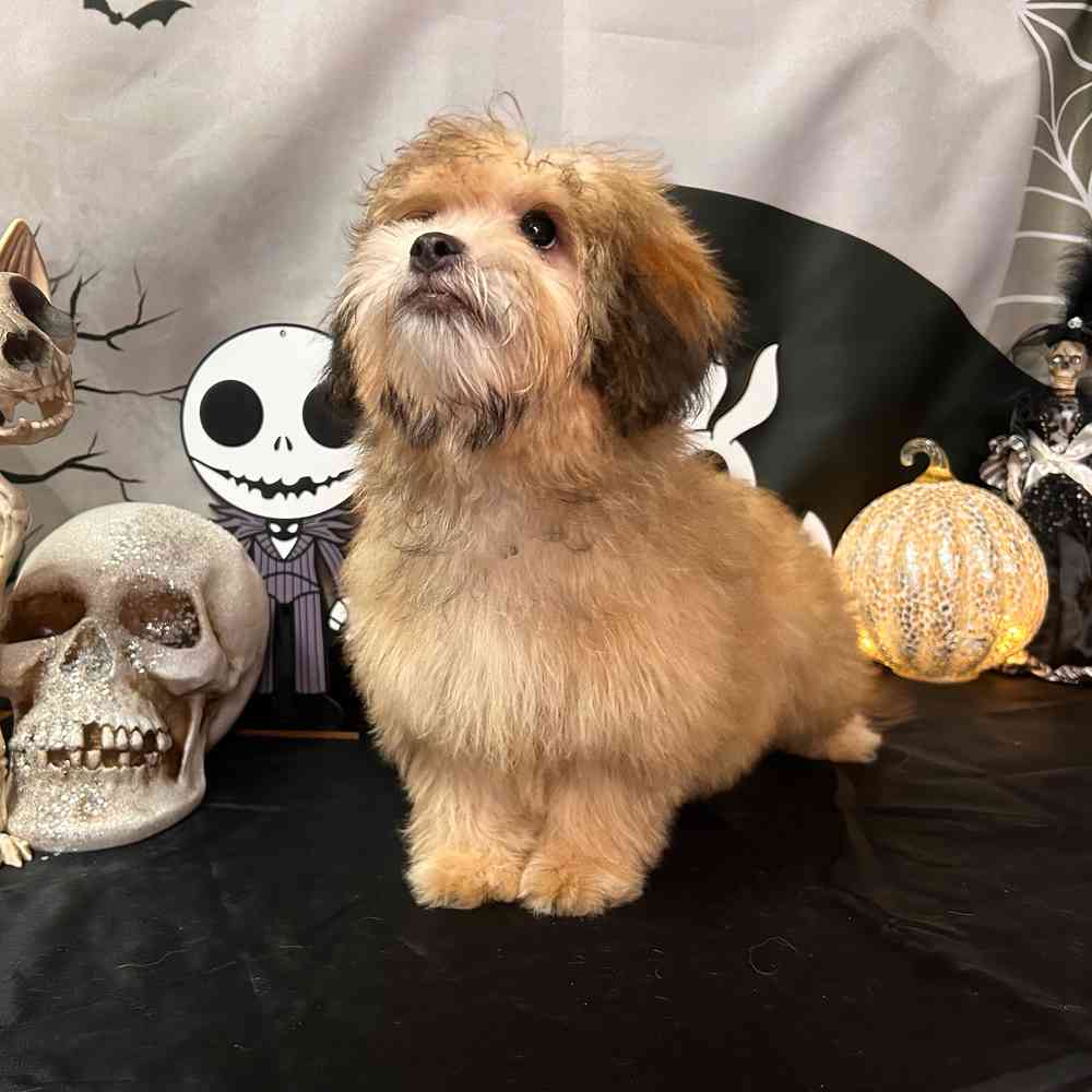 carousel pet images