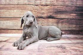 Weimaraner