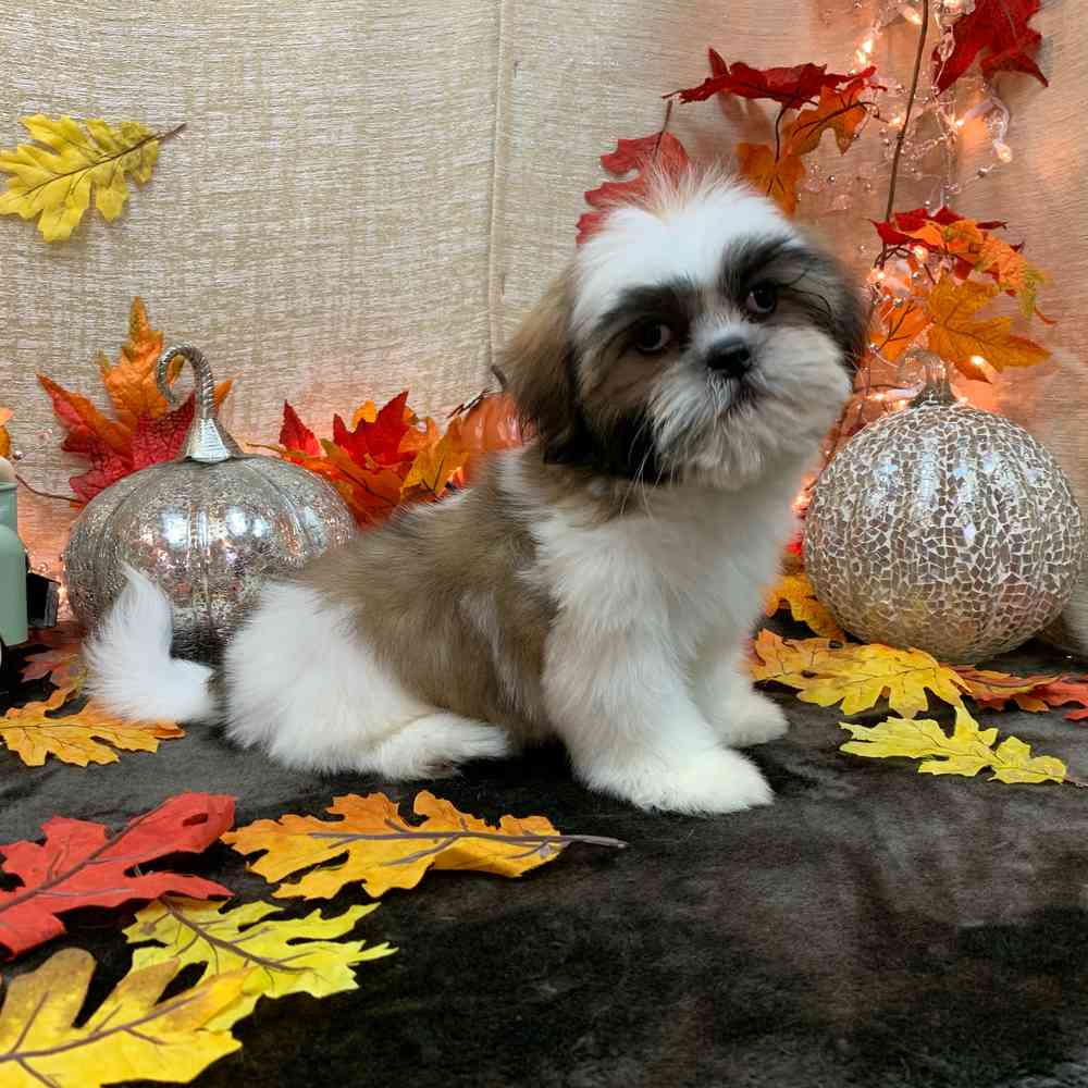 carousel pet images