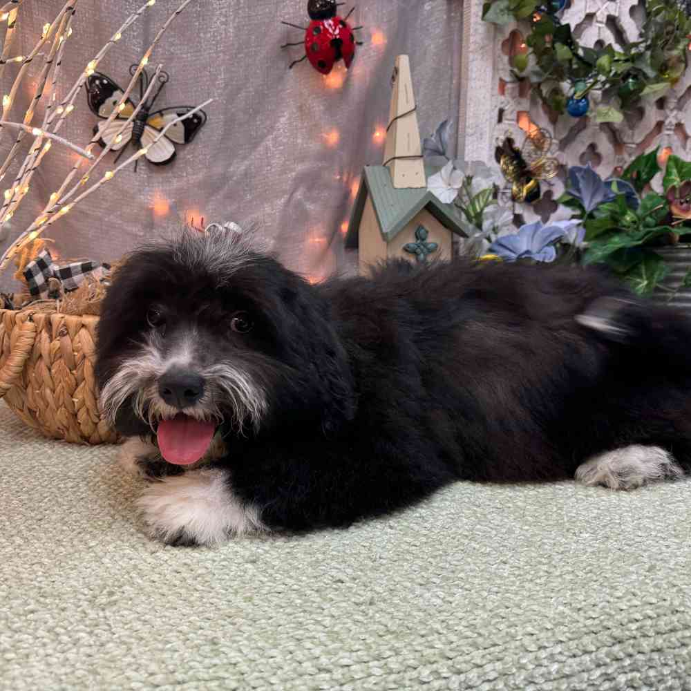 carousel pet images