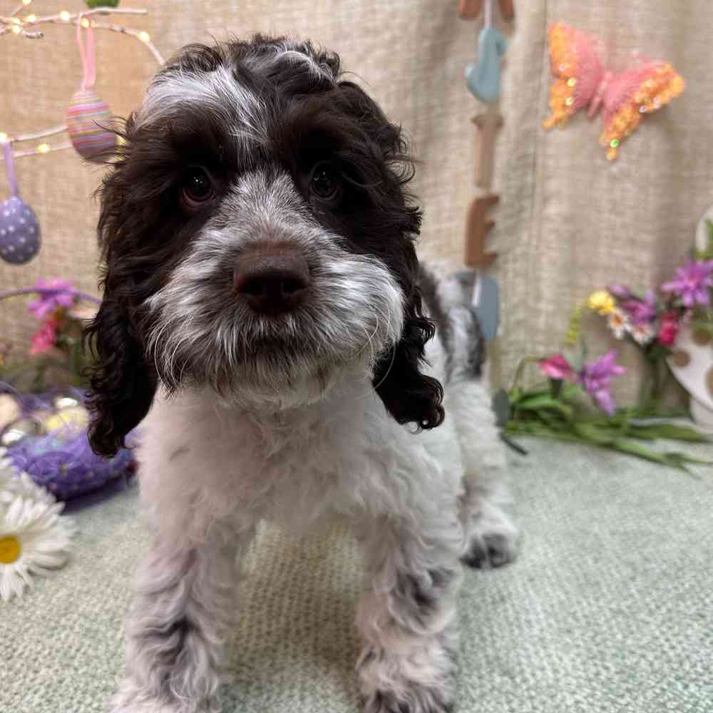 carousel pet images