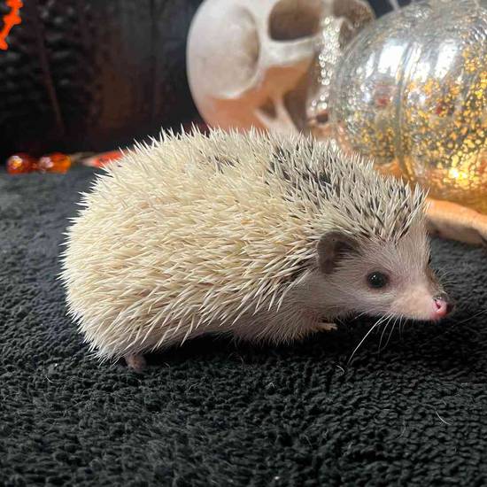 Hedgehog
