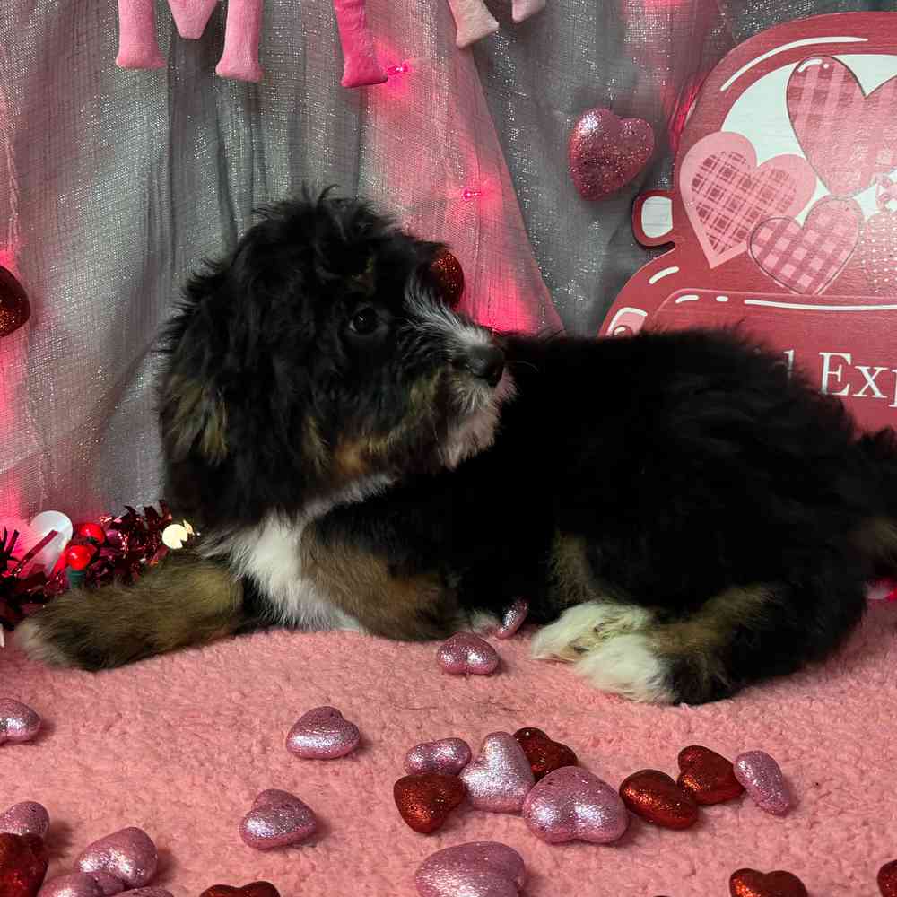carousel pet images