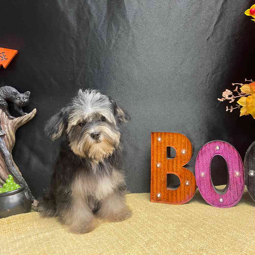carousel pet images