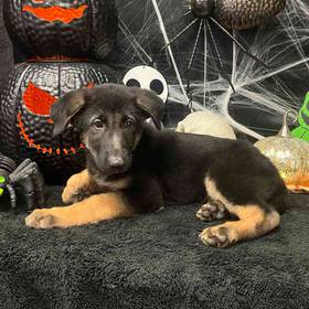 German Shepherd