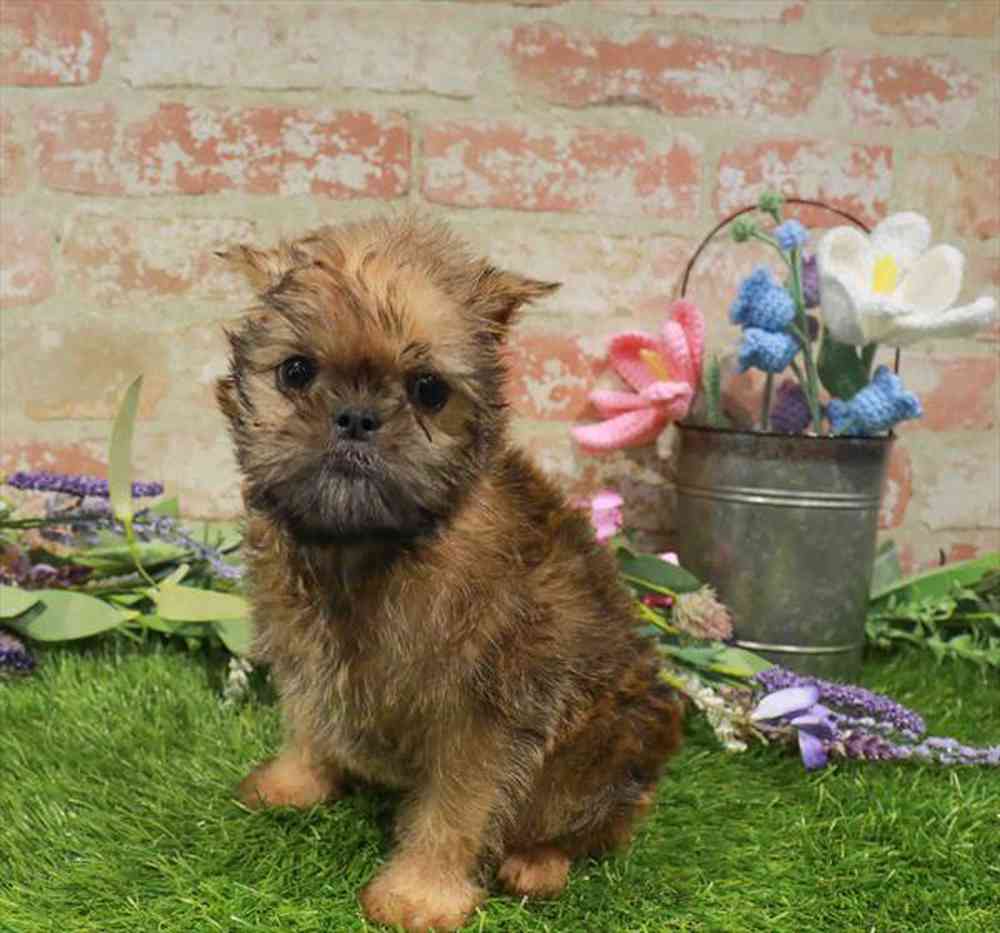 carousel pet images