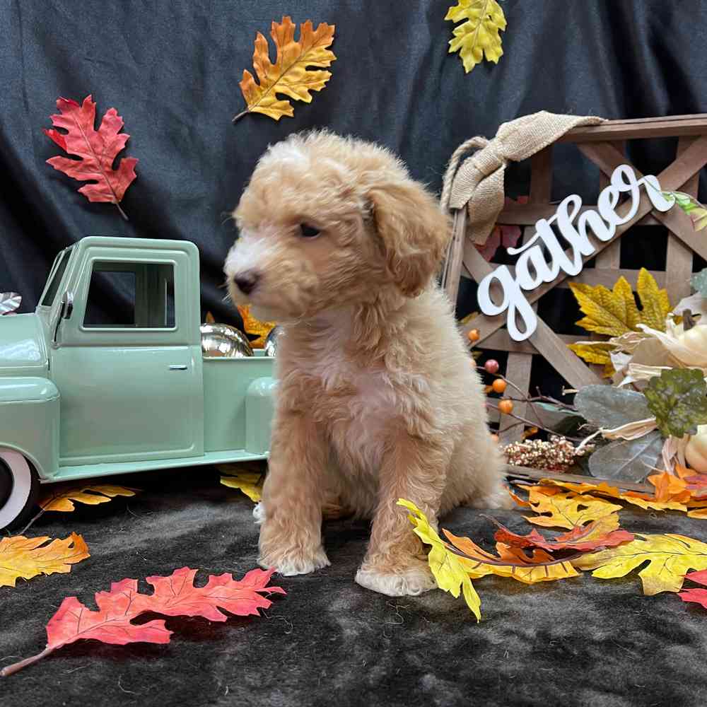 carousel pet images