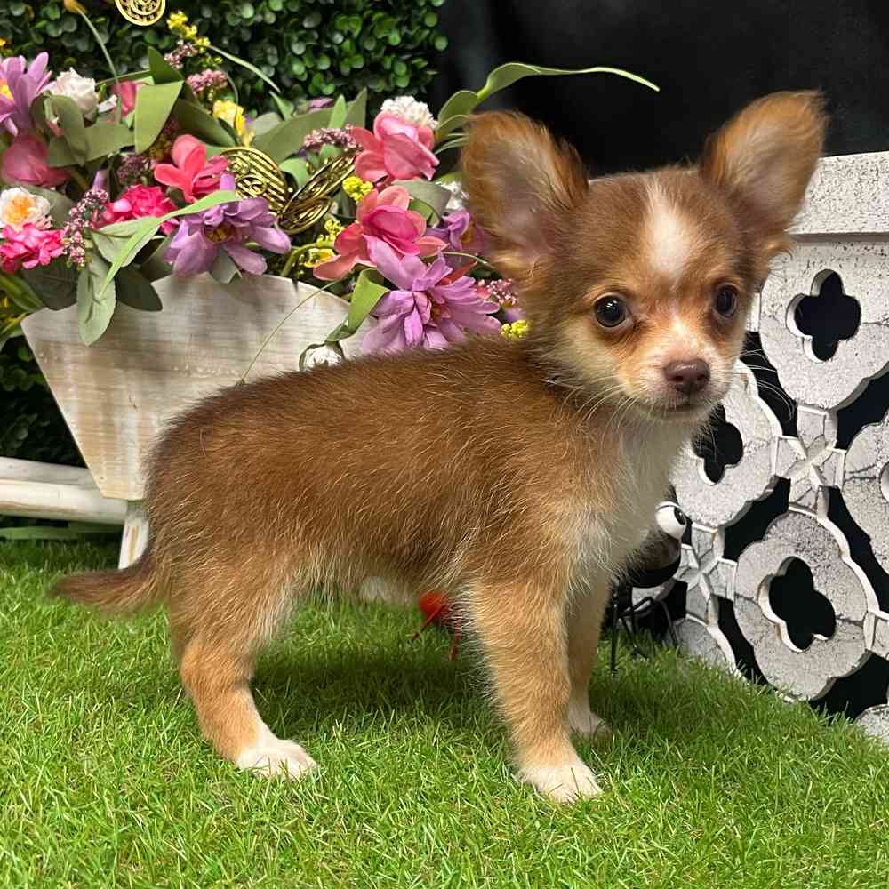 carousel pet images