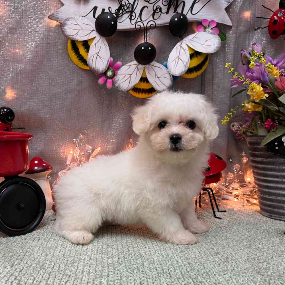 carousel pet images