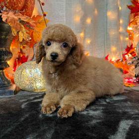 Poodle