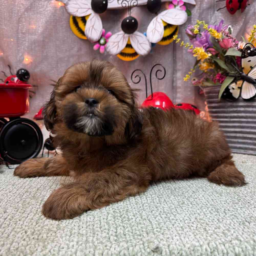 carousel pet images