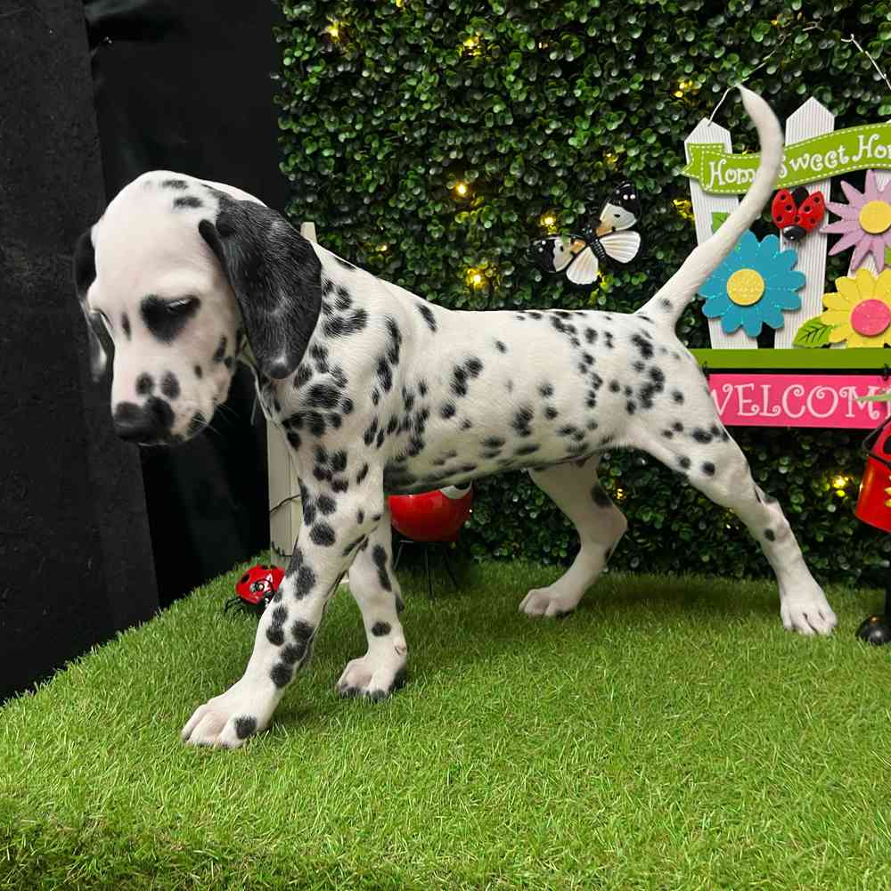 carousel pet images
