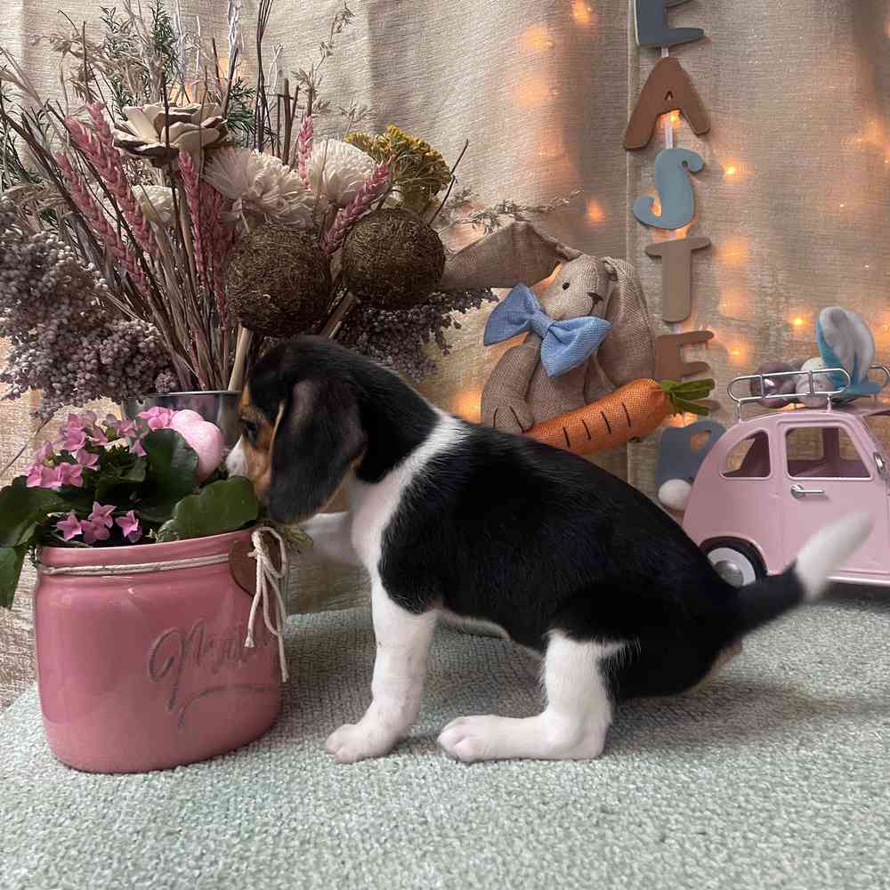 carousel pet images