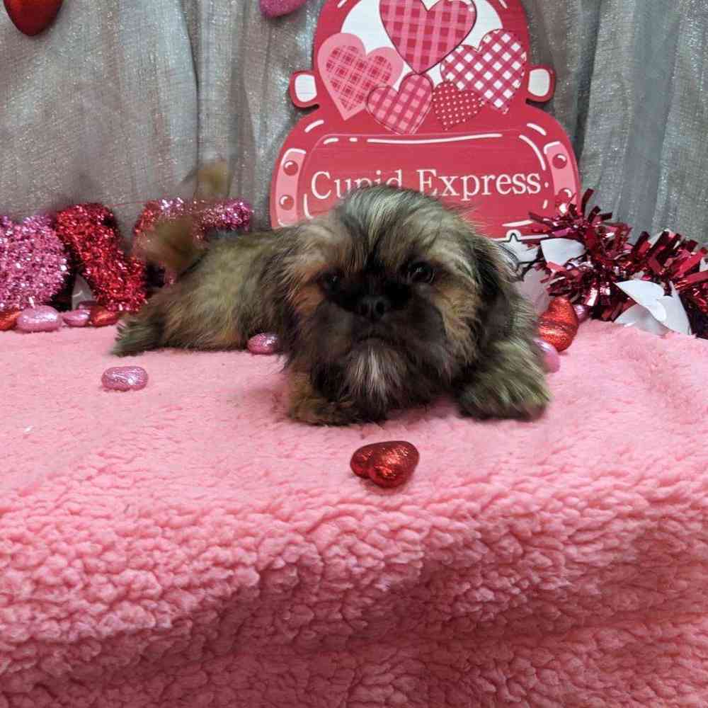 carousel pet images