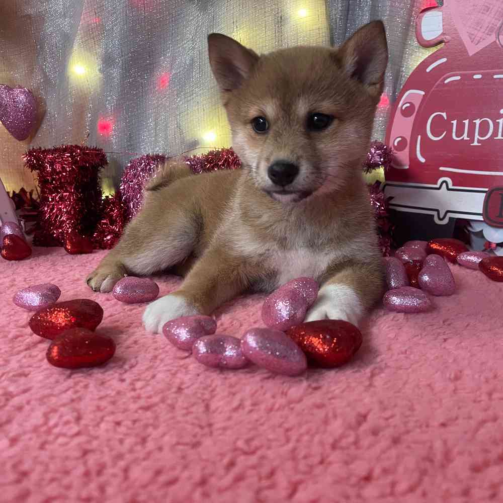 carousel pet images