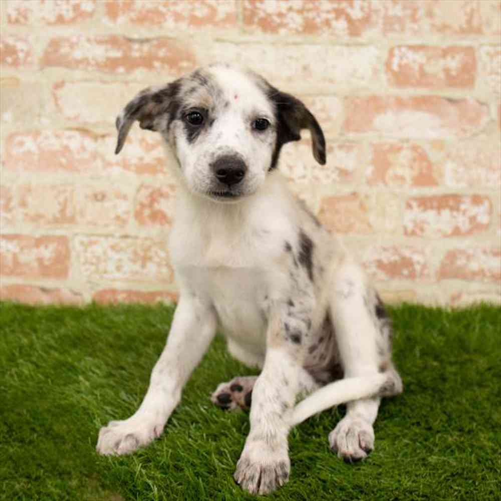 carousel pet images