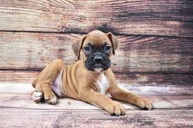 Boxer