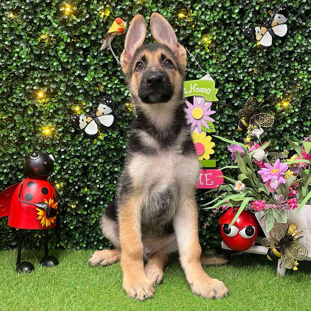 Image of a pet breed in the gallery