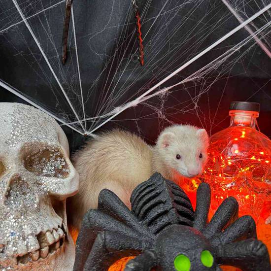Ferret