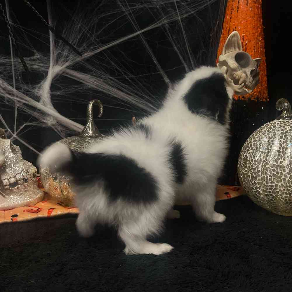 carousel pet images