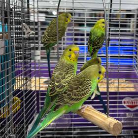 Parakeet