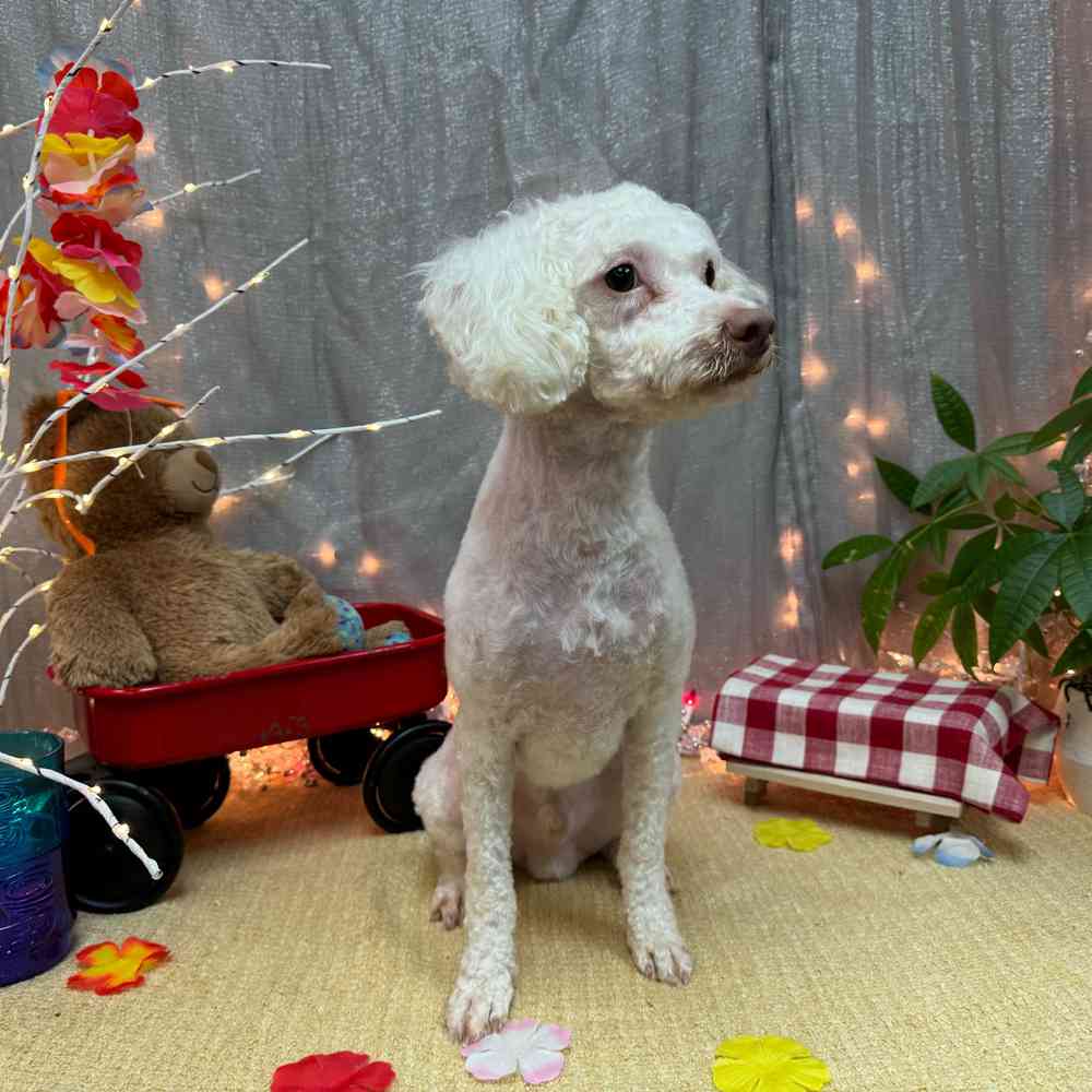 carousel pet images