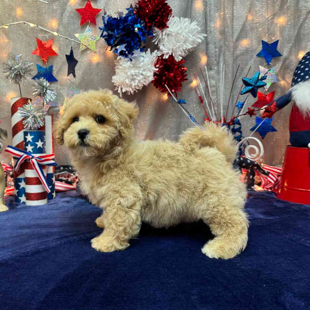 Image of a pet breed in the gallery